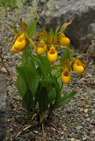 Cypripedium parviflorum online